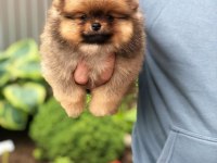 Ayı Surat Pomeranian Yavruları