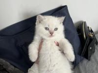 2 Aylık British Longhair Yavrularımızı Sahiplendiriyoruz