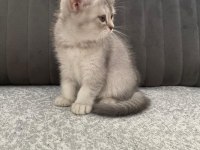 Yavru Kedilerimize Yuva Arıyoruz