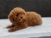 Mini Boy Toy Poodle Kızımız