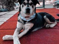 Husky kırması erkek kısır çipli