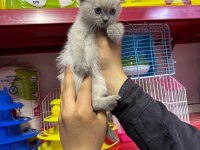 Scottish Fold Yavrularım Sağlık Ve Irk Garantilidir