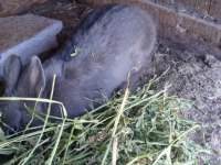 Bir Dişi Ve Bir Erkek Eşli Tavşanlar Sahiplendirilecektir