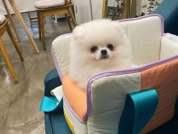 Ayı Surat Pomeranian Yavru Köpekler