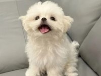 Mükemmel Maltese Bebekler