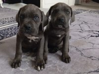 2 buçuk aylık dişi erkek cane corso yavrularımız