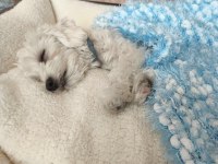 11 Aylık Erkek Köpeğimiz İçin Ömürlük Yuva Arıyoruz