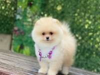 Orjinal Ayıcık Surat Dişi Pomeranian Boo