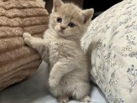 6 Adet Yavru Kedim Var