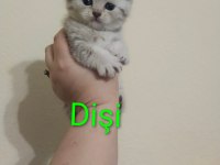 Rezerveye açık yavru kedilerimiz