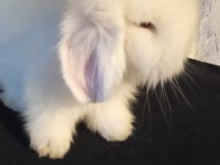 Teddy lop tavşan yavrular