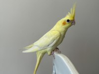 Sultan Papağanımız Sahiplendirilecek