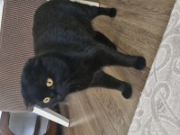 Scottish Fold Kardeşlere Yuva Arıyorum Birlikte Ya Da Ayrı