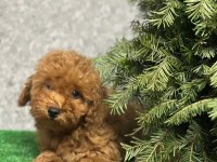 Mükemmel Anatomide Poodle Bebekler