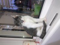 Asil british shorthair kız yeni yuvasını arıyor