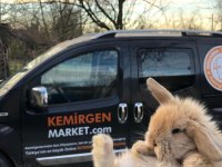 Tüm şehirlere gönderim hollanda lop tavşanı