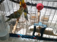 Şarkıcı Pareket Papağanı