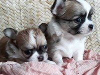 Chihuahua yavruları