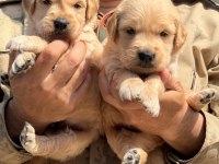 Golden Retriever Yavrularımız Büyüdü
