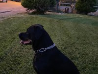 Safkan Dişi Rottweiler Yavrular