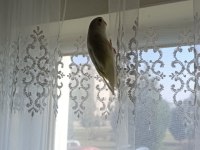 1 Aylık Yavru Dişi Muhabbet Kuşumuz