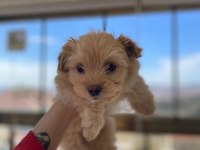 Yavru Maltipoo Köpekler