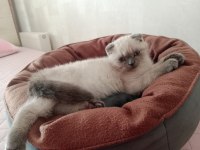 2 Buçuk Aylık Yavru Kedimiz