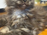 Saf Maine Coon Yavru
