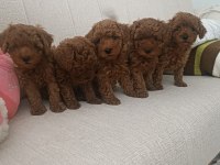 Sizin de böyle oyuncu sağlıklı poodle dostunuz olsun