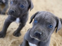 Dev cane corso yavru köpekler
