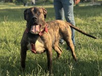 Üst düzey kan presa canario 9 aylık