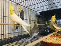 Sultan Papağanımız