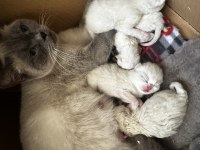 28 Şubat Doğumlu Blue Point Erkek Ve Dişi Kediler