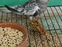 Yavru Sultan Papağanları