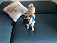 5 Aylık Pug Aşıları Yapıldı Karnesi Çıkartıldı