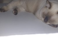 British Shorthair Çikolata Point