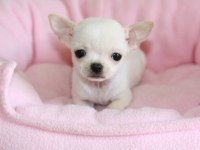 Mini chihuahua yavruları