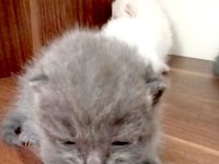 2 Beyaz Ve 2 Gri British Shorthair
