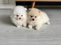 Pomeranian boo erkek