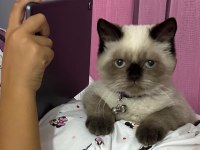 6 aylık kedimizi sahiplendirmek istiyoruz