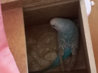 Çift Muhabbet Kuşumuz