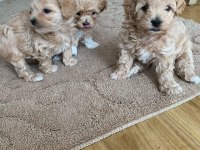Ruhsatlı İşletmeden Garantili Maltipoo Bebekler
