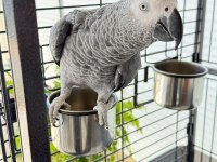 El beslemesi konuşan jako papağanı