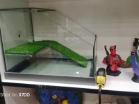 Prehistoricpets Güvencesi İle Kırmızı Yanaklı Kaplumbağa