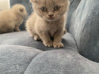 Her Renk Scottish Yavrular