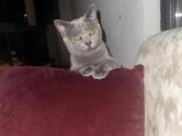 Oyuncu British Arkadaş