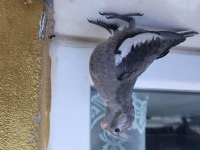 35 Günlük Sultan Papağanlarım Sahiplerine Bekliyor