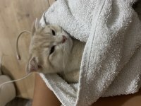 Kedilerimize yuva arıyoruz