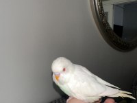 Yeni yeme düşen muhabbet kuşu yavrular esenler istanbul