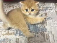 Saf kan 2 erkek kardeş golden british kedimiz